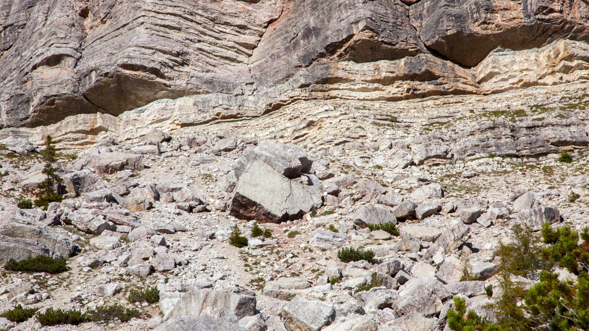 02 dinosauri val fiorentina selva di cadore